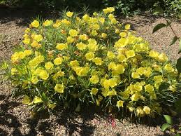 Shimmer Evening Primrose Low Water Gardening Water Garden Evening Primrose