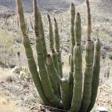 National monument and unesco biosphere reserve located in extreme southern arizona that shares a border with the mexican state of sonora. Cactus Flowers 15 Magnificent Varieties For Your Garden Getrather Com
