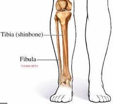 Jul 27, 2021 · pengertian hewan vertebrata, invertebrata, klasifikasi, ciri, contoh dan gambarnya : Fungsi Tulang Betis Manusia Adalah Anatomi Dan Letaknya