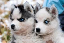 Animals Pictures And Videos Home Facebook