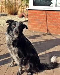 If the two dogs get along and play well together in the park, chances are they will have a good relationship when they are at home together. Three Dogs From Romania In Search For New Home Worcester News