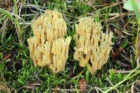 Image result for Parquetina calophylla