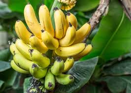 Banana stalks only produce fruit once, so it's important to cut them back for new fruit to grow. Growing Banana Trees Planting Guide Care Problems And Harvest