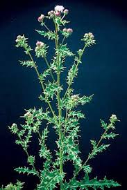 We did not find results for: Top 10 List Of Weeds That You Are Most Likely To Find In Your Yard And Garden Dave S Garden