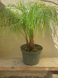 Image result for Phoenix roebelenii