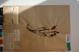 Image result for Anisophyllea quangensis