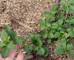 Image result for Malvastrum coromandelianum