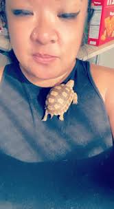 ‼️PLEASE SHARE‼️, Our 2yr old (correction: hes actually 4 yrs old) family  Sulcata Tortoise “Tortellini” got out of our gate yesterday after our dogs  figured a way to squeeze an opening in our gate. We ...