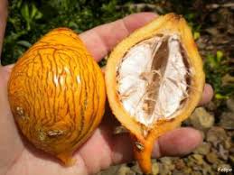 Mudas Frutíferas (Nativas e Exóticas) - Frutabella