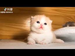 Tiktok Cat Tik Tok Funny Cat Cute Cat Videos Compilation 2019 2 Adorable Cats Youtube Cute Cat Gif Cute Animal Videos Cute Dogs