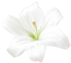 White Lily Png Clip Art Image Gallery Yopriceville High Quality Images And Transparent Png Free Clipart White Lilies Lily Painting Flower Sketches