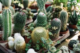 Or euphorbia anoplia (aka zipper plant)? Free Photo Different Type Of Cactus Plants Growing In Greenhouse