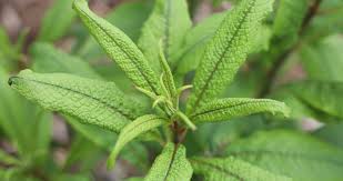 Image result for Vernonia jelfiae