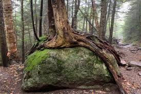 Image result for Ficus wakefieldii