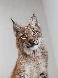 And don't forget to like , subscribe with post notificatio. I Adopted Two Lynxes From A Fur Farm Now I Live With 2 Big Cats 8 Dogs And 3 Horses Laptrinhx News