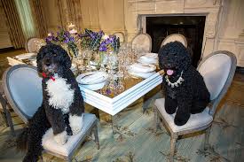 Former president barack obama's dog, bo, died saturday, may 8, 2021, after a battle with cancer, the obamas said on social media. Washington Post