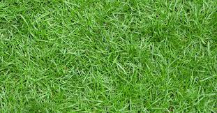 It was plenty hot this summer. All You Need To Know About Zoysia Grass