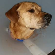 3,357 likes · 5 talking about this · 48 were here. Del Norte Plaza Veterinary Clinic 16 Reviews Veterinarians 306 W El Norte Pkwy Escondido Ca Phone Number