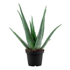 Selling price r200 for 3 can contact me for more photos or other information. Landscape Basics 4 Inch Aloe Vera Barbadensis Plant The Home Depot Canada