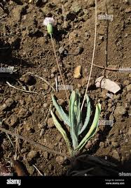 Image result for Emilia transvaalensis