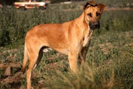 Alamat dengan mudah menyeiesaikan urusan penting. 5 Ras Anjing Besar Cocok Untuk Teman Bermain Halaman All Kompas Com