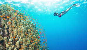 When it comes to the best islands to snorkel, you really are spoilt for choice in the maldives! Diving Calabria The 5 Best Places Where To Snorkel And Dive