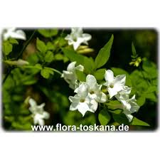 We did not find results for: Jasminum Officinale True Jasmine Common Jasmine French Perfume Jasmine Flora Toskana
