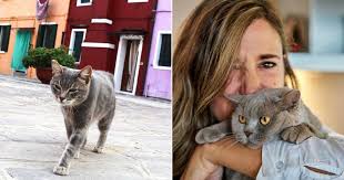 Woman witnessed a cat getting hit by a car and rushed it to the vet—then  one call changed her life