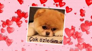 sevgi sekilleri