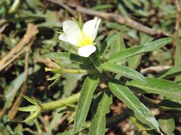 Image result for Ludwigia adscendens