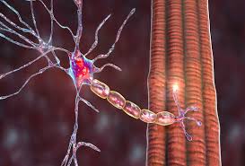 Image result for Paralytic Agent