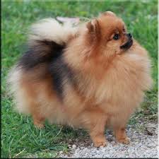 Black And Brown Pomeranian For Sale Chars Pomeranians Harmony Pomeranian Puppy Pomeranian Dog Cute Pomeranian