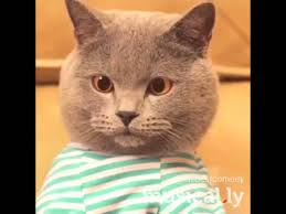 The images have been pop cat. Typing Cat Funny Cat Video Youtube