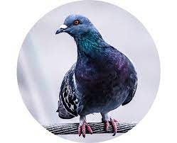 Pigeons quotes and sayings from popular authors around the world. Bird Gard Keep Pigeons Out