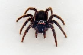 Female funnel web spiders can live very long lives, possibly up to 20 years. Sydney Funnel Web Spider Atrax Robustus