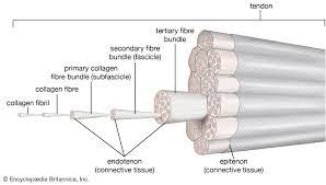 Tendons attach muscles to bones. Tendon Description Function Britannica