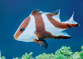 Image result for Sebaea junodii