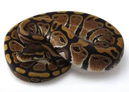 As you transfer your plant, check if the roots press against the pot. Ball Python Care Sheet Facts Pet Ball Pythons Petco