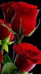 Pin On A Rose By Any Other Name Ooohh How Sweet The Rose