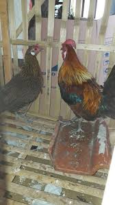 Jual Ayam Hutan Merah Sumatra Di Lapak Toko Herbal Bukalapak