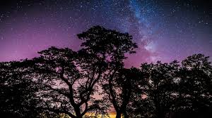 You didn't find the perfect wallpaper to beautify your desktop or homescreen? Stars Trees Galaxy Wallpapers Hd Desktop And Mobile Backgrounds