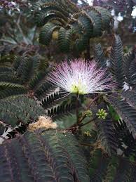 Image result for Albizia brevifolia