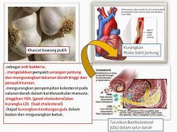 Salah satu resep rahasia dari pengguanaan bawang putih tunggal, adalah merendamnya dengan madu sampai beberapa waktu. Kelebihan Garlic Hai O