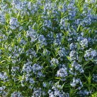 We did not find results for: Amsonia Tabernaemontana Blue Star Willow Amsonia Blue Dogbane Willow Blue Star Blue Flowers Best Perennials Perennials Low Maintenance Plants