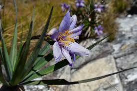 Image result for Velloziaceae