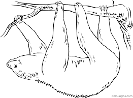 These pumpkin coloring pages are great for halloween, fall, and thanksgiving. Sloth Coloring Pages Coloringall