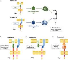 Tilmeld dig for at oprette forbindelse udviklingscenter skansebakken. Frontiers The Future Of Regulatory T Cell Therapy Promises And Challenges Of Implementing Car Technology Immunology