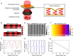Spleen cell suspensions and/or bone marrow cell suspensions were isolated and treated with ack buffer to lyse the red blood cells. Real Time Imaging Of Cellular Forces Using Optical Interference Nature Communications