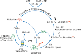 Proteasomes are protein complexes inside all eukaryotes and archaea, and in some bacteria. The Proteasome And Epigenetics Zooming In On Histone Modifications
