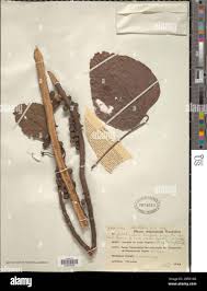 Image result for Xylotheca tettensis